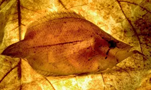 Osteichthyes Animals Imprime: Leaf Fish