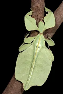Insecto Hoja