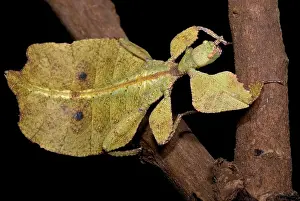 Camouflaged Animals Imprime: Leaf Insect