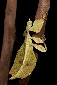 Southeast Asia Animals Imprime: Leaf Insect
