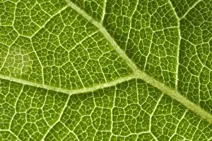 Leaf Vein Structure Imprime: Leaf Venation