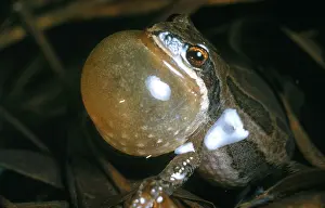 Nature Animal Photos Imprime: Leopard Frog