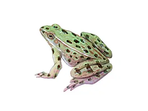 Amphibian Life Cycle Imprime: Leopard Frog