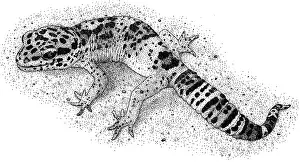 Animal Art Prints Imprime: Leopard Gecko
