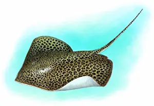 Indian Ocean Sea Life Imprime: Leopard ray