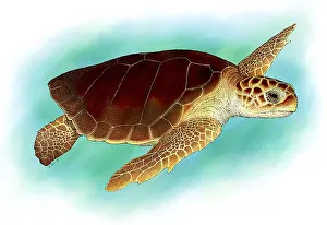 Loggerhead Sea Turtle Imprime: Loggerhead Sea Turtle