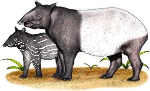 Malayan Tapir Imprime: Malayan Tapir