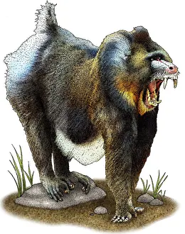 Mandrill Illustration Imprime: Mandrill