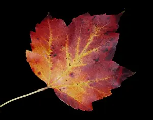 Autumn Colored Leaves Imprime: Maple Leaf