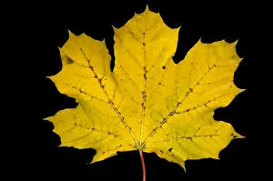 Autumn Colored Leaves Imprime: Maple Leaf