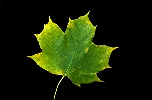 Autumn Colored Leaves Imprime: Maple Leaf