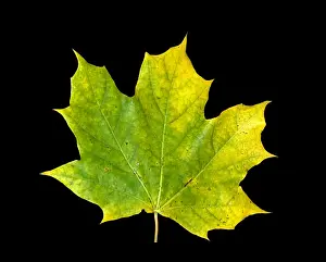 Autumn Leaf Coloration Imprime: Maple Leaf