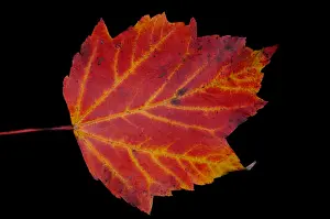 Autumn Colored Leaves Imprime: Maple Leaf