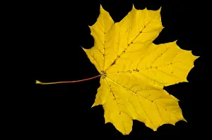 Autumn Colored Leaves Imprime: Maple Leaf