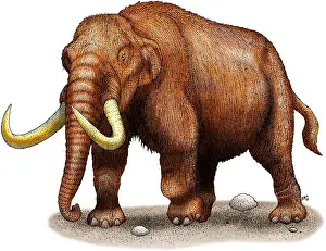 Prehistoric Mammal Imprime: Mastodon