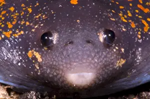 Wildlife In Costa Rica Imprime: Mexican Burrowing Toad