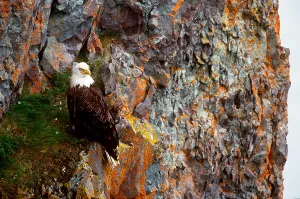 Bald Eagle Alaska Imprime: Bald Eagle