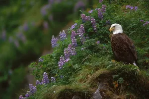 Haliaeetus Leucocephalus Images Imprime: Bald Eagle