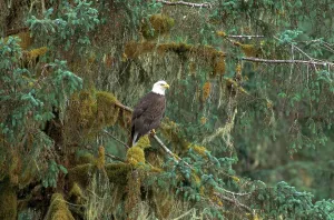 Haliaeetus Leucocephalus Imprime: Bald Eagle