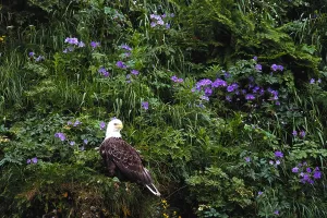 Haliaeetus Leucocephalus Images Imprime: Bald Eagle
