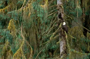 Haliaeetus Leucocephalus Images Imprime: Bald Eagle