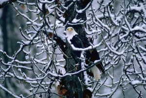 Snowy Tree Branches Imprime: Bald eagle sitting in a bare tree