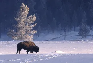 National Park Animals Imprime: Bison bison