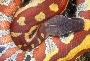 Snake Species Imprime: Blood python