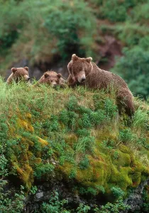Ursidae Family Animals Imprime: Brown Bear