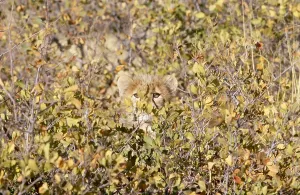 Cheetahs In The Wild Imprime: Cheetah