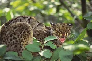 Clouded Leopard Imprime: Clouded Leopard