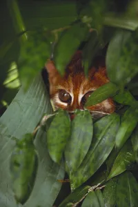 Borneo Wildlife Imprime: Flat Headed Cat
