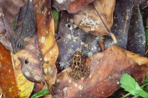 Camouflaged Wildlife Imprime: Frog On Leaf
