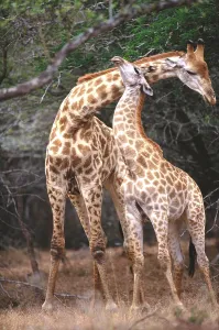Wild Animal Interactions Imprime: Giraffe