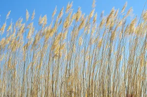 Bosque Del Apache Refuge Imprime: Grasses