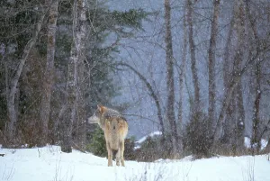 Canis Lupus Pictures Imprime: Gray Wolf