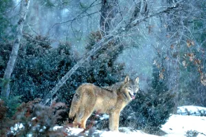 American Wildlife Imprime: Gray Wolf at kill