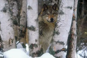 Grey Wolf Imprime: Grey wolf