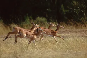 Aepyceros Melampus Species Imprime: Impala