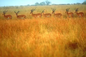 African Antelope Imprime: Impalas