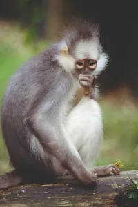 Tree Dwelling Animals Imprime: Leaf Monkey