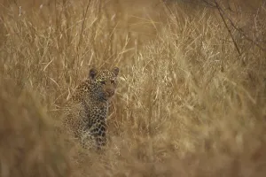 Panthera Pardus Habitat Imprime: Leopard