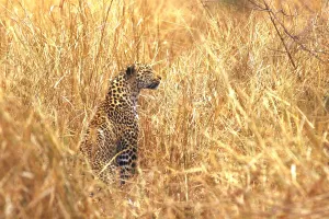 Panthera Pardus Images Imprime: Leopard