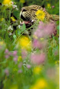 Panthera Pardus Images Imprime: Leopard