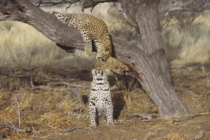 Kalahari Desert Animals Imprime: Two leopards