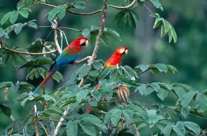 Amazon Rainforest Wildlife Imprime: Two Macaws