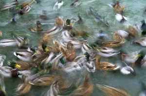 Wildlife Waterfowl Images Imprime: Mallards