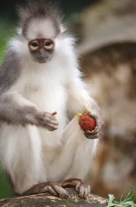 Primate Animals Imprime: Mitered Leaf Monkey