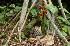 Endangered Cat Species Imprime: Ocelot (Leopardus pardalis)