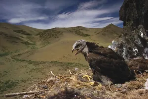 Mongolian Wildlife Imprime: Rough Legged Buzzard